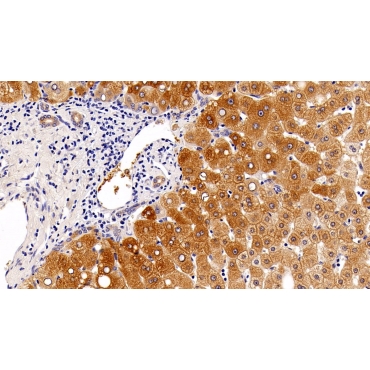 Autophagy Related Protein 5 (ATG5) Human Polyclonal Antibody