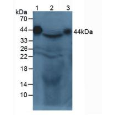 Alpha-2-Glycoprotein 1, Zinc Binding (aZGP1) Mouse Polyclonal Antibody