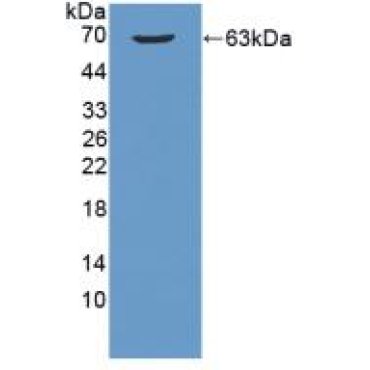 Beta-1,3-Galactosyltransferase 5 (b3GALT5) Human Polyclonal Antibody