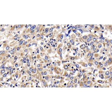 B-Cell CLL/Lymphoma 2 Like Protein 2 (Bcl2L2) Canis familiaris; Canine (Dog) Polyclonal Antibody