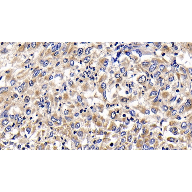 B-Cell CLL/Lymphoma 2 Like Protein 2 (Bcl2L2) Canis familiaris; Canine (Dog) Polyclonal Antibody