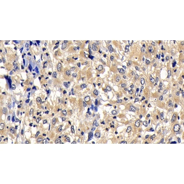 B-Cell CLL/Lymphoma 2 Like Protein 2 (Bcl2L2) Human Polyclonal Antibody