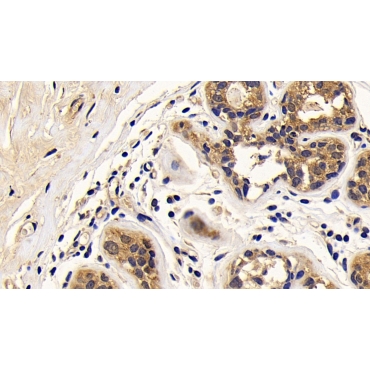 B-Cell CLL/Lymphoma 2 Like Protein 2 (Bcl2L2) Mouse Polyclonal Antibody