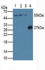CASP8 And FADD Like Apoptosis Regulator (CFLAR) Rat Polyclonal Antibody