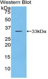Checkpoint Kinase 1 (CHEK1) Mouse Polyclonal Antibody