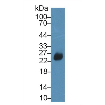 DNA Fragmentation Factor Subunit Alpha (DFFa) Mouse Polyclonal Antibody