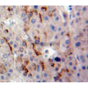 Delta Like 1 Homolog (dLK1) Mouse Polyclonal Antibody