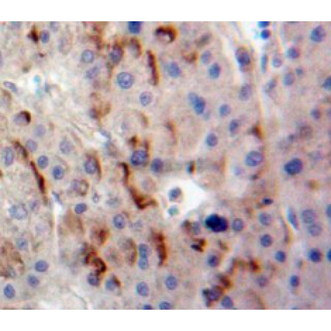 Delta Like 1 Homolog (dLK1) Mouse Polyclonal Antibody