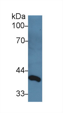 Delta Like 1 Homolog (dLK1) Rat Polyclonal Antibody