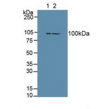 Dishevelled, Dsh Homolog 3 (DVL3) Human Polyclonal Antibody