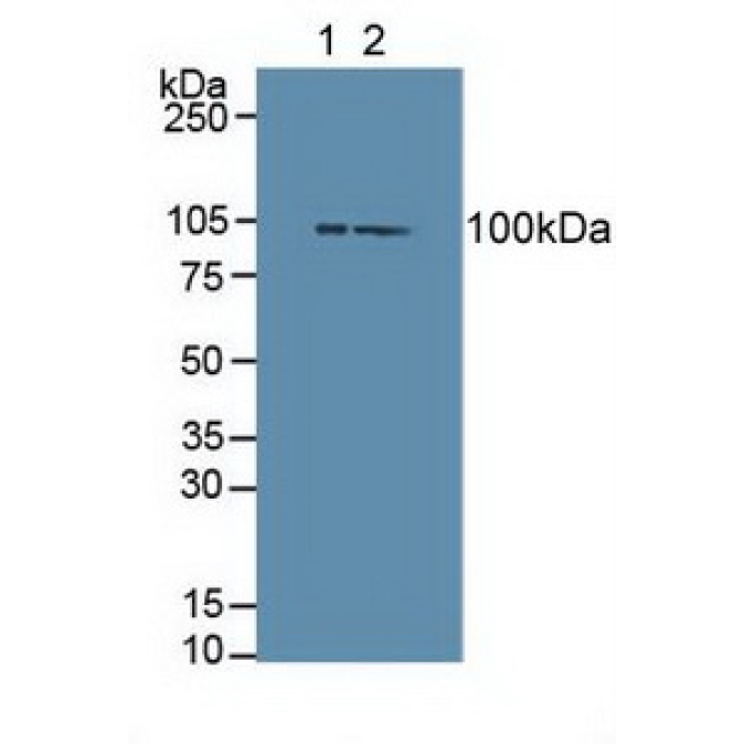 Dishevelled, Dsh Homolog 3 (DVL3) Human Polyclonal Antibody