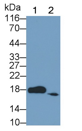 Eukaryotic Translation Initiation Factor 4E Binding Protein 1 (EIF4EBP1) Rat Polyclonal Antibody