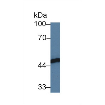 FK506 Binding Protein Like Protein (FKBPL) Human Polyclonal Antibody