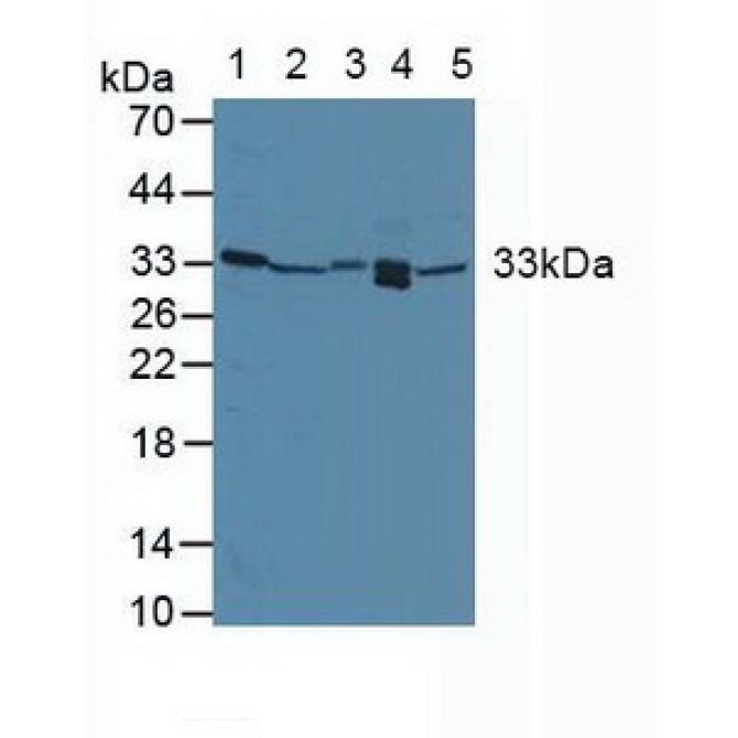 Growth Arrest And DNA Damage Inducible Protein Alpha (GADD45a) Human Polyclonal Antibody