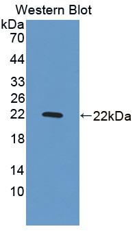 Growth Arrest And DNA Damage Inducible Protein Alpha (GADD45a) Rat Polyclonal Antibody