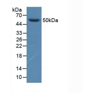 Glial Cell Line Derived Neurotrophic Factor Receptor Alpha 1 (GFRa1) Human Polyclonal Antibody