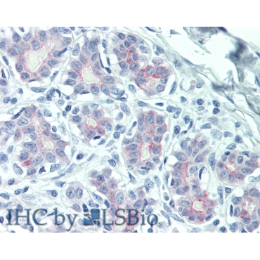 Glial Cell Line Derived Neurotrophic Factor Receptor Alpha 1 (GFRa1) Mouse Polyclonal Antibody
