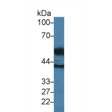 High Temperature Requirement Factor A1 (HTRA1) Escherichia coli Polyclonal Antibody