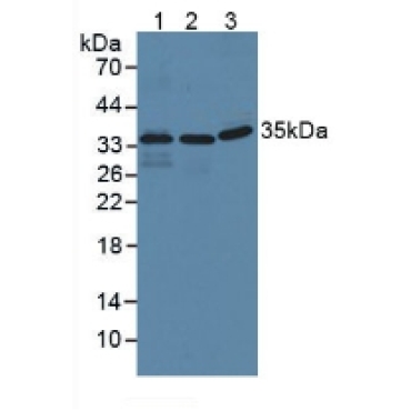 Interferon Inducible Protein 35 (IFI35) Human Polyclonal Antibody