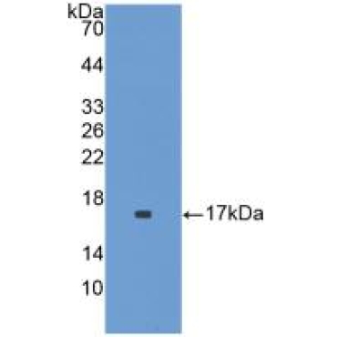 Interleukin 1 Family, Member 9 (IL1F9) Mouse Polyclonal Antibody