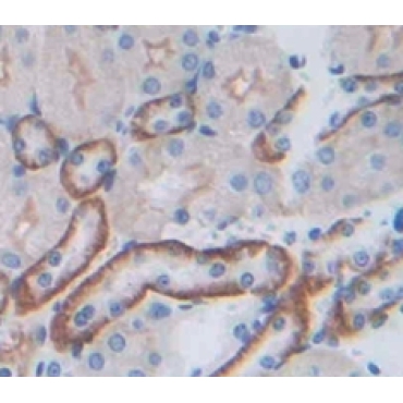Junctional Adhesion Molecule 3 (JAM3) Mouse Polyclonal Antibody