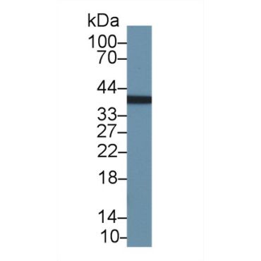 Kazal Type Serine Protease Inhibitor Domain Containing Protein 1 (KAZALD1) Human Polyclonal Antibody