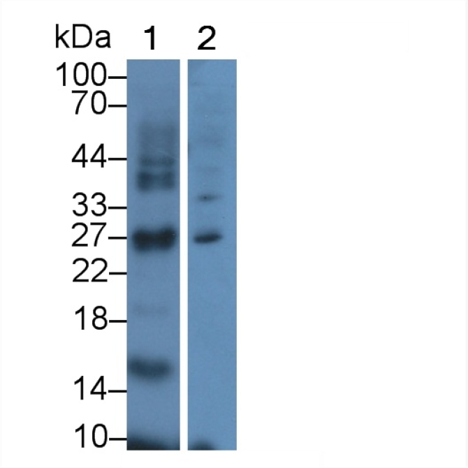 EGF Like Domain Protein, Multiple 7 (EGFL7) Human Polyclonal Antibody