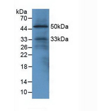 EGF Like Domain Protein, Multiple 7 (EGFL7) Mouse Polyclonal Antibody