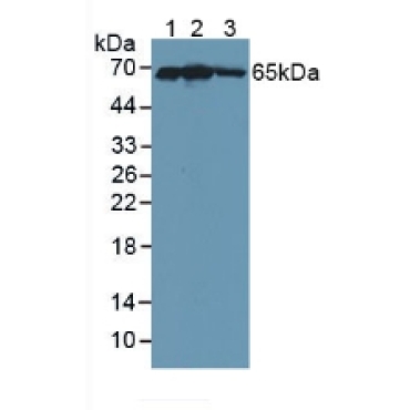Kelch Like ECH Associated Protein 1 (KEAP1) Human Polyclonal Antibody