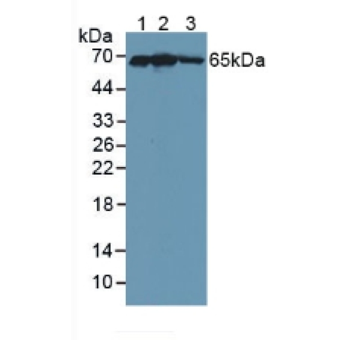Kelch Like ECH Associated Protein 1 (KEAP1) Human Polyclonal Antibody