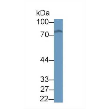 Kelch Like ECH Associated Protein 1 (KEAP1) Mouse Polyclonal Antibody