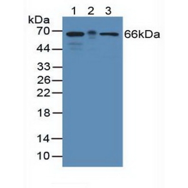 KH Domain Containing, RNA Binding, Signal Transduction Associated Protein 1 (KHDRBS1) Mouse Polyclonal Antibody