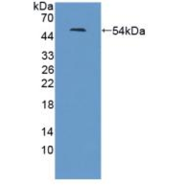 Leucine Rich Repeat Neuronal Protein 1 (LRRN1) Human Polyclonal Antibody