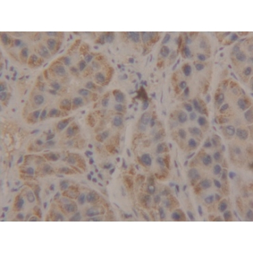 Beta-1,3-N-Acetylglucosaminyltransferase Manic Fringe (MFNG) Human Polyclonal Antibody