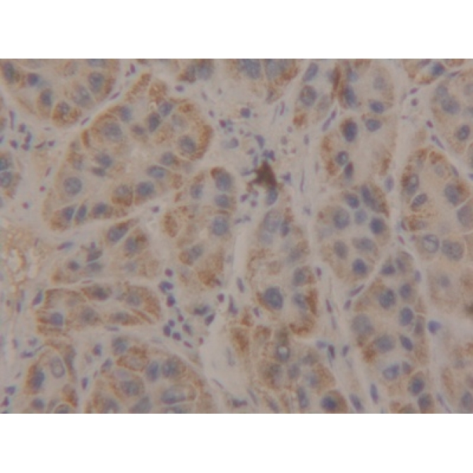 Beta-1,3-N-Acetylglucosaminyltransferase Manic Fringe (MFNG) Human Polyclonal Antibody