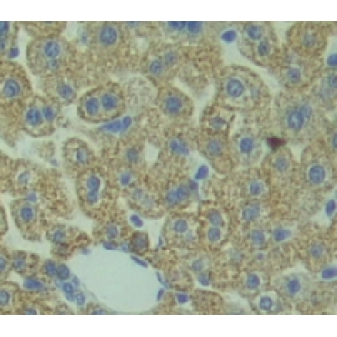 Beta-1,3-N-Acetylglucosaminyltransferase Manic Fringe (MFNG) Mouse Polyclonal Antibody
