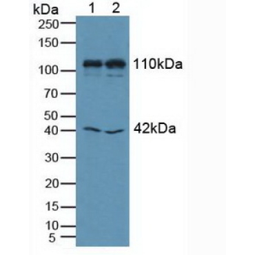 Mindbomb Homolog 1 (MIB1) Human Polyclonal Antibody