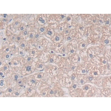 Mindbomb Homolog 2 (MIB2) Human Polyclonal Antibody