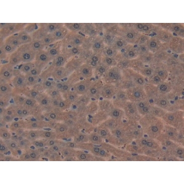 Mindbomb Homolog 2 (MIB2) Mouse Polyclonal Antibody