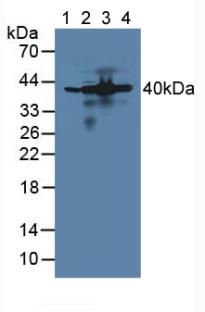 Aminoacyl tRNA Synthetase Complex Interacting Multifunctional Protein 1 (AIMP1) Mouse Polyclonal Antibody