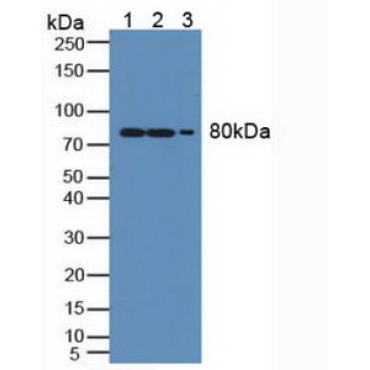Myxovirus Resistance 1 (MX1) Human Polyclonal Antibody
