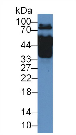 Myxovirus Resistance 1 (MX1) Rat Polyclonal Antibody