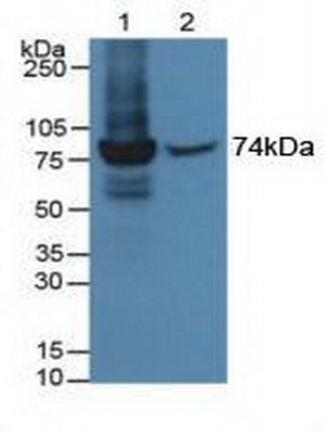 Myxovirus Resistance 1 (MX1) Rat Polyclonal Antibody