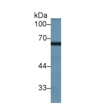 Myxovirus Resistance 2 (MX2) Human Polyclonal Antibody