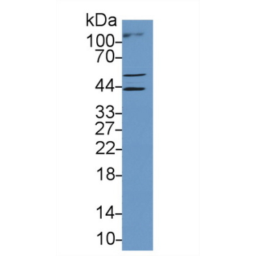 V-Myc Myelocytomatosis Viral Oncogene Homolog 1, Lung Carcinoma Derived (MYCL1) Human Polyclonal Antibody