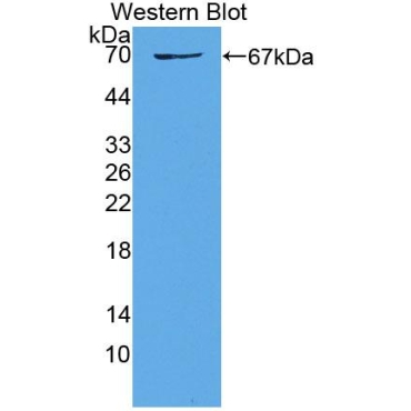 Wingless Type MMTV Integration Site Family, Member 2B (WNT2B) Human Polyclonal Antibody