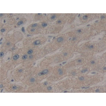 Wingless Type MMTV Integration Site Family, Member 2 (WNT2) Human Polyclonal Antibody