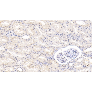 Wingless Type MMTV Integration Site Family, Member 1 (WNT1) Human Polyclonal Antibody