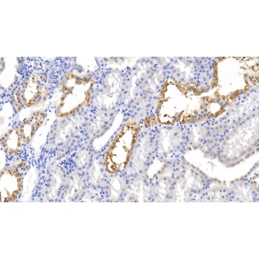Kidney And Brain Protein (KIBRA) Human Polyclonal Antibody
