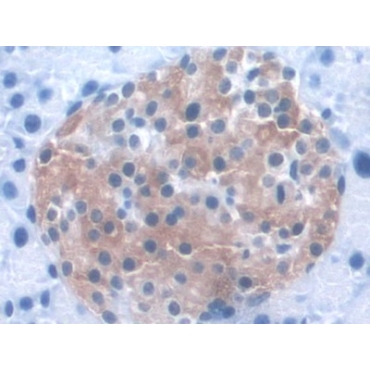 Kidney And Brain Protein (KIBRA) Mouse Polyclonal Antibody